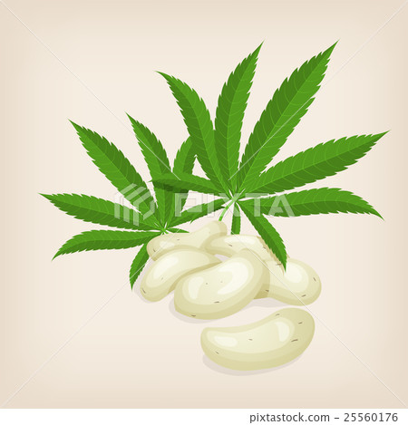 插图素材: shelled hemp seeds with leaves. vector