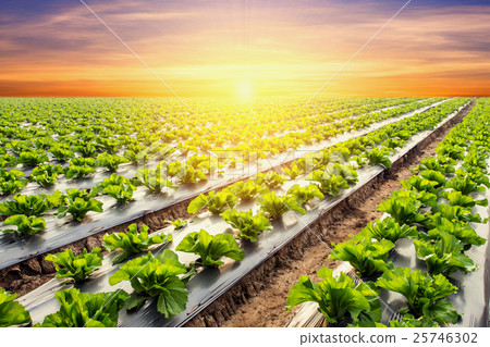 图库照片: lettuce plant on field vegetable and agriculture