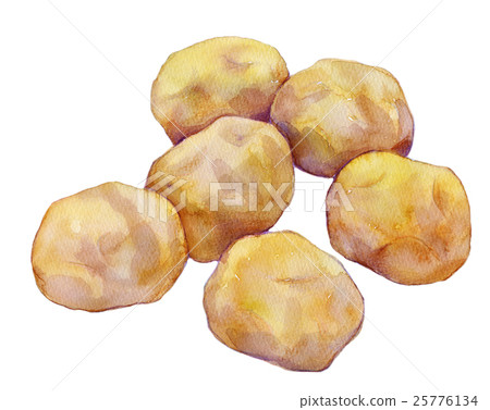 插图素材: 水彩画 土豆 马铃薯