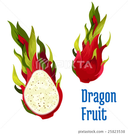 插图素材: exotic tropical dragon fruit icon