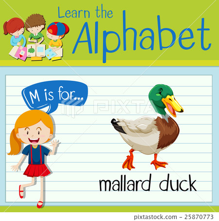 插图素材: flashcard letter m is for mallard duck