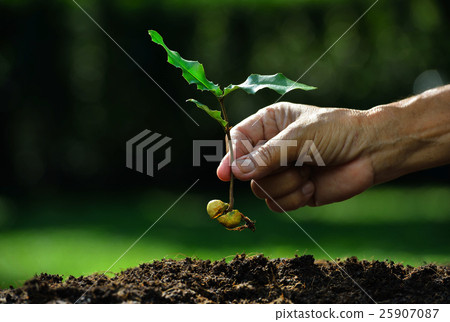 图库照片: farmer hand planting young plant with seed