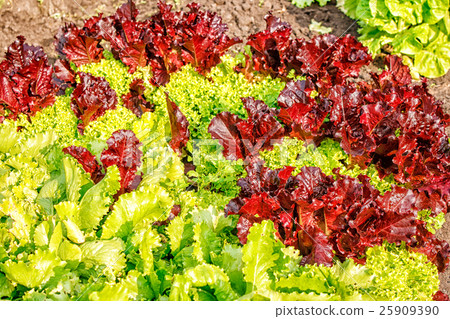 图库照片: green and red lettuce growing in the garden