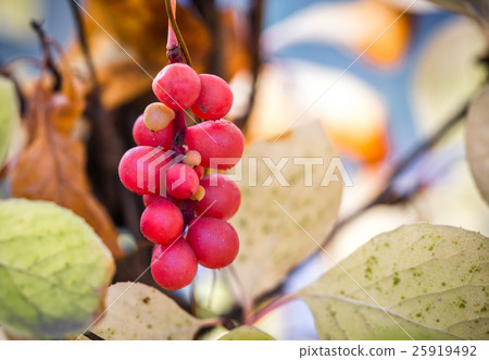 图库照片: branch of chinese magnolia vine berries