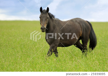 图库照片: horse