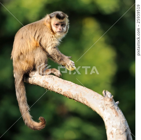 图库照片: capuchin monkey