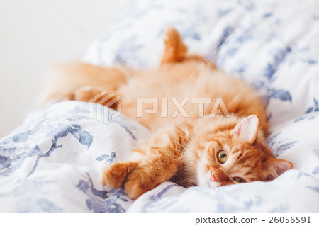 图库照片: cute ginger cat lying in bed.