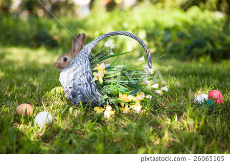 图库照片: cute rabbit on the grass