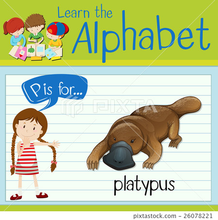 插图素材 flashcard letter p is for platypus