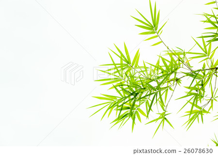 图库照片: bamboo leaves