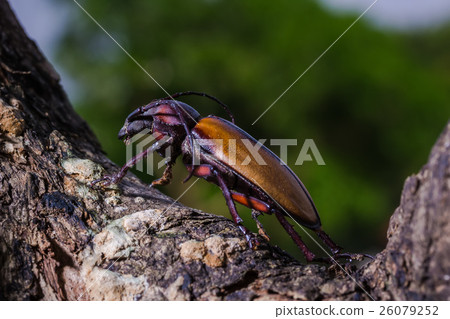 图库照片: longhorn beetle (rhaphipodus fruhstorferi), beetle