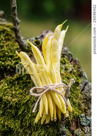 图库照片: organic yellow beans (french beans) on wood