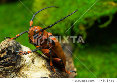 stock photo: longhorn beetle (loesse sanguinolenta), beetle