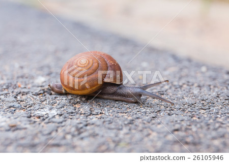 照片 爬行动物_昆虫_恐龙 昆虫_虫子 蜗牛 macro close-up of snail