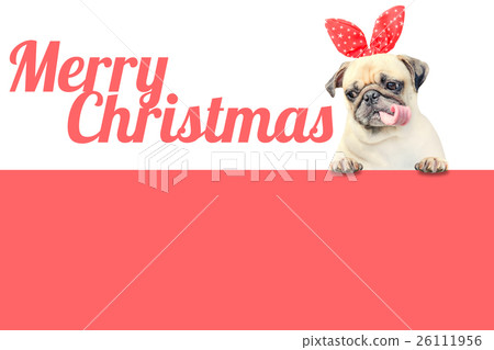 图库照片: pug dog with merry christmas and happy new year