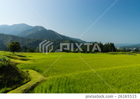 图库照片 稻田 鱼沼市 风景