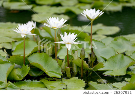 图库照片: white lotus flower bloom in pond,water lily in the