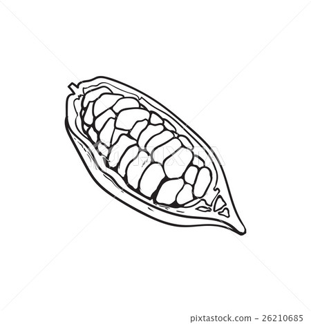 插图素材: half of ripe cacao fruit with cocoa beans inside