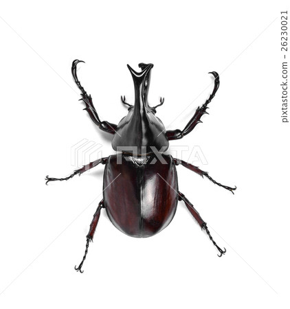 图库照片: male rhinoceros beetle, hercules beetle, unicorn