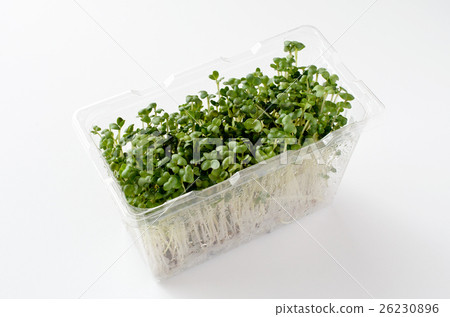 图库照片 西兰花芽