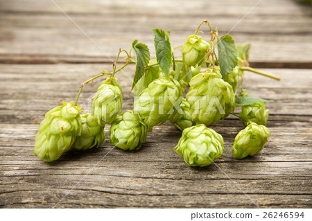 图库照片: fresh green hops