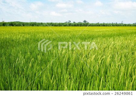 stock photo: paddy field, rice field, rice paddy