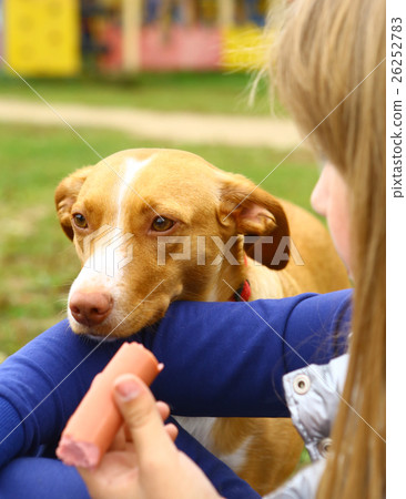 图库照片: girl share sausage with dog.