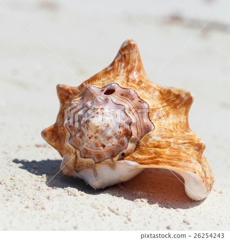 图库照片 sea shell on beach close up