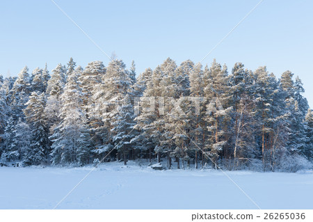 图库照片: frozen lake and snow covered forest