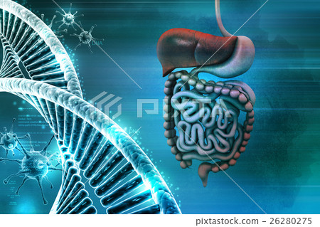 插图素材: human digestive system with dna and virus