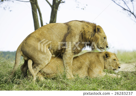 stock photo: lion, panthera leo, mating