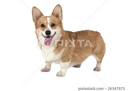 图库照片: welsh corgi pembroke dog in a studio