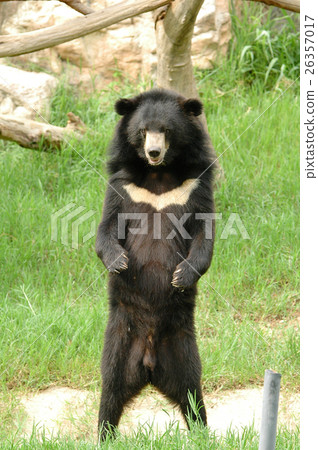 图库照片: asiatic blackbear