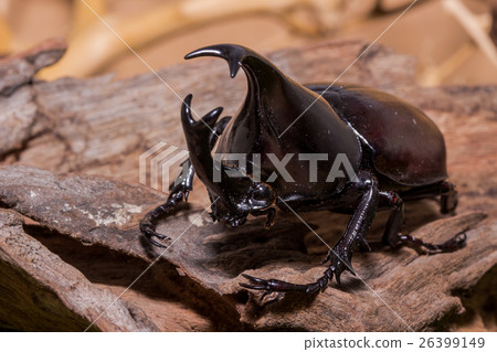 图库照片: rhinoceros beetle, rhino beetle, hercules beetle