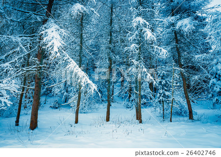 图库照片: frozen forest with snow, winter landscape