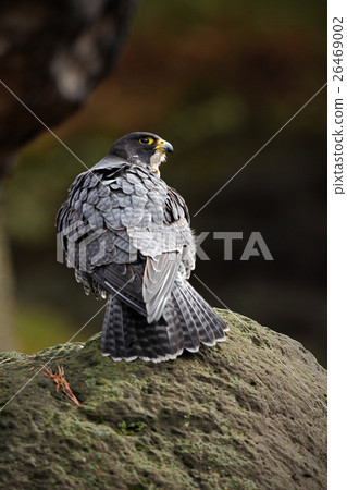 bird of prey,birdofprey 图库照片: peregrine falcon, bird of prey sitting on stone