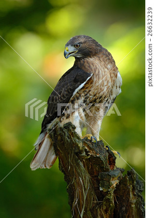 图库照片: red-tailed hawk, buteo jamaicensis, bird of prey