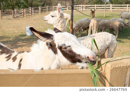 图库照片: mule white brown cute eating grass