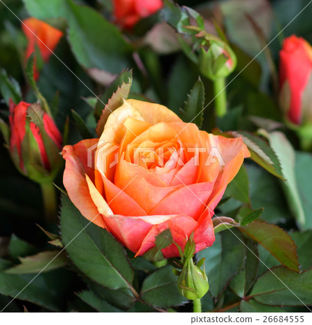 图库照片: small rose flower