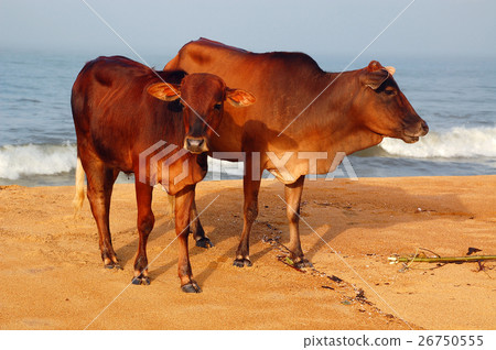 图库照片: sacred cow and calf