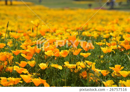 照片素材(图片): 加州罂粟 花朵 花