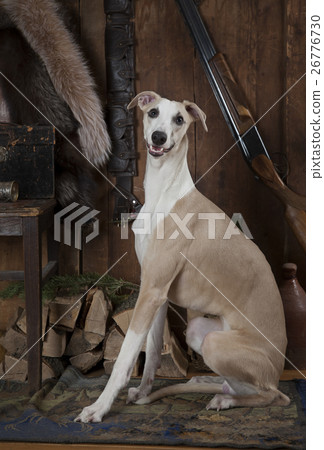 图库照片: hunting dog whippet