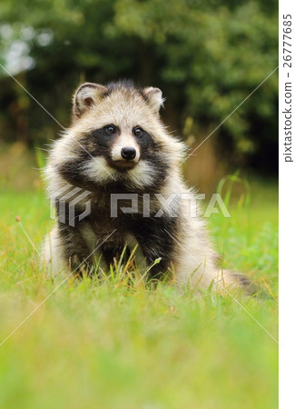 图库照片: raccoon dog in grass