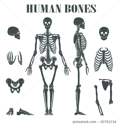 插图素材: human skeleton with different parts.