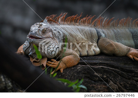 图库照片: iguana lizard 查看全部
