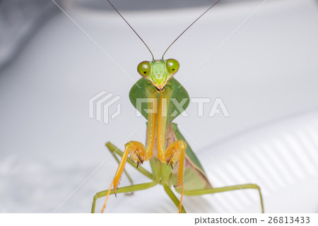 图库照片: giant malaysian shield praying mantis