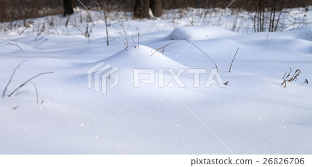 图库照片: snowdrift in winter forest