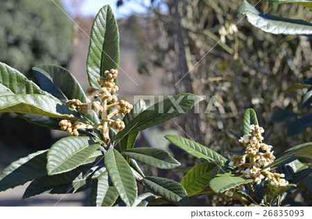 图库照片: 枇杷的芽和花