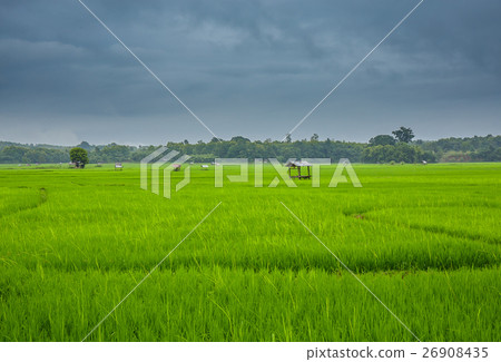 图库照片: landscape rice field in nan,thailand