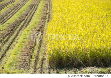 图库照片: rice field.